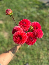 Load image into Gallery viewer, Intrigue Dahlia Tuber