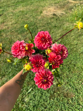 Load image into Gallery viewer, Ice Tea Dahlia Tuber