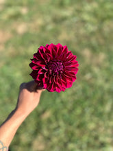 Load image into Gallery viewer, Diva Dahlia Tuber