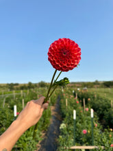 Load image into Gallery viewer, Robinhood Dahlia Tuber