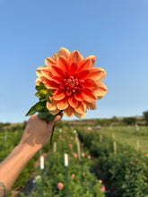 Load image into Gallery viewer, Teddy Dahlia Tuber