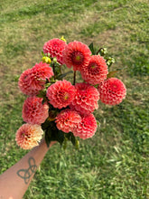 Load image into Gallery viewer, Rose Toscano Dahlia Tuber