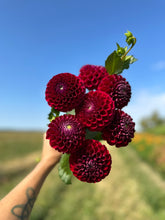 Load image into Gallery viewer, Ivanetti Dahlia Tuber