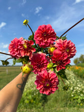 Load image into Gallery viewer, Ice Tea Dahlia Tuber