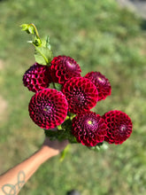 Load image into Gallery viewer, Ivanetti Dahlia Tuber