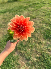 Load image into Gallery viewer, Teddy Dahlia Tuber