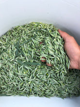 Load image into Gallery viewer, Milky Oats Herbal Tincture