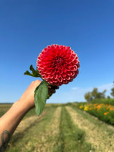 Load image into Gallery viewer, Intrigue Dahlia Tuber