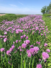 Load image into Gallery viewer, Garlic Salt with Chive Blossoms