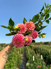 Load image into Gallery viewer, Rock Run Ashley Dahlia Tuber