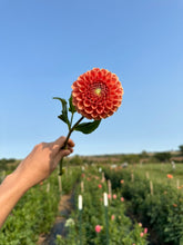 Load image into Gallery viewer, Cornel Bronze Dahlia Tuber