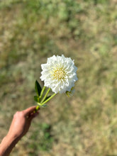 Load image into Gallery viewer, Center Court Dahlia Tuber