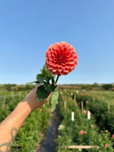 Load image into Gallery viewer, Rose Toscano Dahlia Tuber