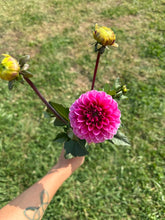 Load image into Gallery viewer, Raspberry Sorbet Dahlia Tuber