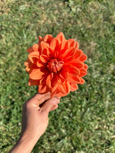 Load image into Gallery viewer, Teddy Dahlia Tuber