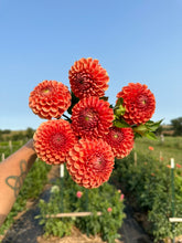 Load image into Gallery viewer, Cornel Bronze Dahlia Tuber