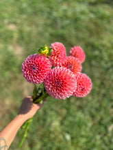 Load image into Gallery viewer, Linda's Baby Dahlia Tuber