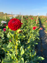 Load image into Gallery viewer, Cornel Dahlia Tuber