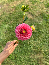 Load image into Gallery viewer, Rock Run Ashley Dahlia Tuber