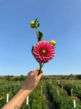 Load image into Gallery viewer, Rock Run Ashley Dahlia Tuber