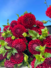 Load image into Gallery viewer, Cornel Dahlia Tuber