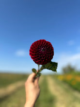 Load image into Gallery viewer, Ivanetti Dahlia Tuber