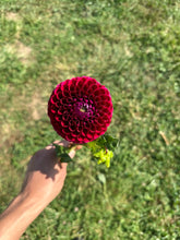 Load image into Gallery viewer, Ivanetti Dahlia Tuber