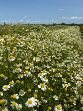 Load image into Gallery viewer, Chamomile Cream