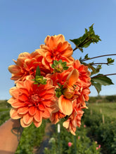 Load image into Gallery viewer, Teddy Dahlia Tuber