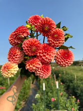 Load image into Gallery viewer, Rose Toscano Dahlia Tuber