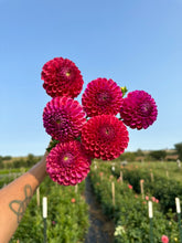 Load image into Gallery viewer, Caitlyn's Joy Dahlia Tuber
