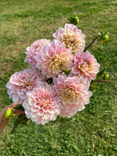 Load image into Gallery viewer, Sweet Nathalie Dahlia Tuber