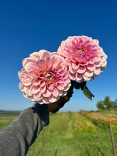 Load image into Gallery viewer, Sweet Nathalie Dahlia Tuber