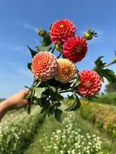 Load image into Gallery viewer, Rose Toscano Dahlia Tuber