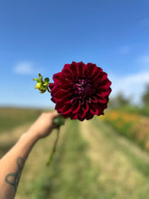 Load image into Gallery viewer, Diva Dahlia Tuber