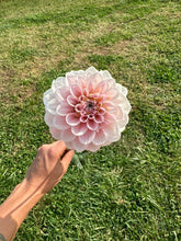 Load image into Gallery viewer, Sweet Nathalie Dahlia Tuber