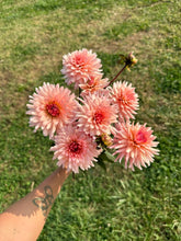 Load image into Gallery viewer, Preference Dahlia Tuber