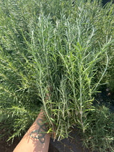 Load image into Gallery viewer, Italian Herbs Spice Blend