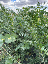 Load image into Gallery viewer, Eucalyptus Body Butter