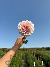 Load image into Gallery viewer, Sweet Nathalie Dahlia Tuber