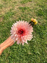 Load image into Gallery viewer, Preference Dahlia Tuber