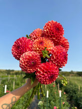 Load image into Gallery viewer, Robinhood Dahlia Tuber
