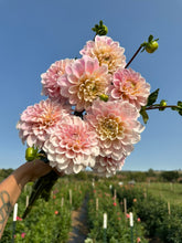 Load image into Gallery viewer, Sweet Nathalie Dahlia Tuber
