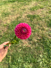 Load image into Gallery viewer, Caitlyn's Joy Dahlia Tuber