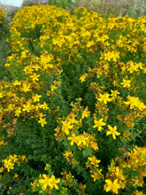 Load image into Gallery viewer, St John&#39;s Wort - Dried Herb
