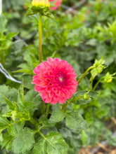Load image into Gallery viewer, Robinhood Dahlia Tuber