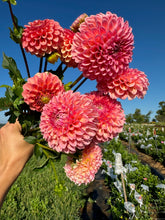 Load image into Gallery viewer, Linda's Baby Dahlia Tuber