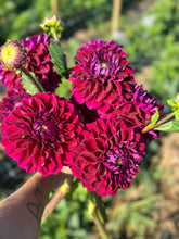 Load image into Gallery viewer, Diva Dahlia Tuber