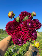 Load image into Gallery viewer, Diva Dahlia Tuber