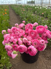 Load image into Gallery viewer, May Flower Subscription